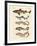 Various Kinds of Sharks-null-Framed Giclee Print