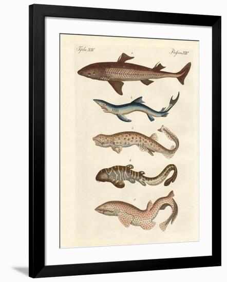 Various Kinds of Sharks-null-Framed Giclee Print