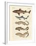 Various Kinds of Sharks-null-Framed Giclee Print