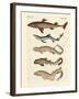 Various Kinds of Sharks-null-Framed Giclee Print