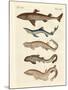 Various Kinds of Sharks-null-Mounted Giclee Print