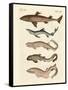 Various Kinds of Sharks-null-Framed Stretched Canvas