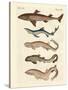 Various Kinds of Sharks-null-Stretched Canvas