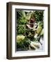 Various Lettuces-Teubner Foodfoto GmbH-Framed Photographic Print