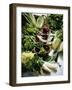 Various Lettuces-Teubner Foodfoto GmbH-Framed Photographic Print