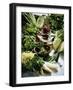 Various Lettuces-Teubner Foodfoto GmbH-Framed Photographic Print