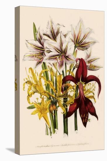 Various Lilies-null-Stretched Canvas
