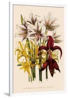 Various Lilies-null-Framed Giclee Print