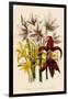 Various Lilies-null-Framed Giclee Print