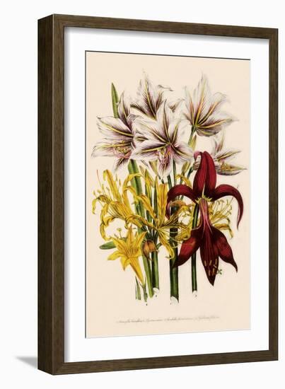 Various Lilies-null-Framed Giclee Print