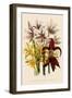 Various Lilies-null-Framed Giclee Print