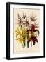 Various Lilies-null-Framed Giclee Print