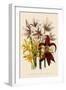 Various Lilies-null-Framed Giclee Print