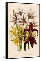 Various Lilies-null-Framed Stretched Canvas