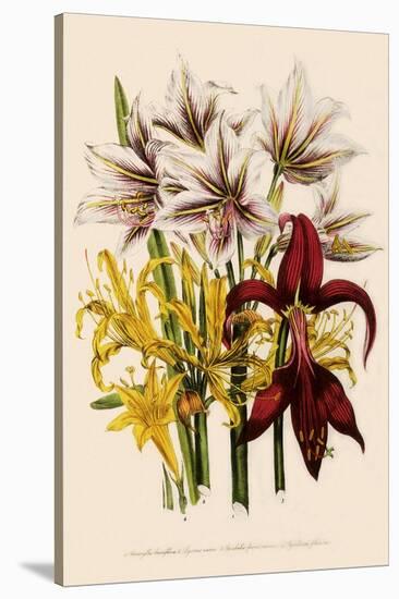 Various Lilies-null-Stretched Canvas