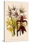 Various Lilies-null-Stretched Canvas