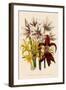 Various Lilies-null-Framed Giclee Print