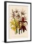 Various Lilies-null-Framed Giclee Print