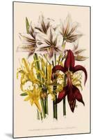 Various Lilies-null-Mounted Giclee Print