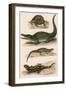 Various Lizards-null-Framed Art Print