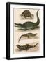 Various Lizards-null-Framed Art Print