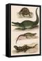 Various Lizards-null-Framed Stretched Canvas