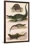 Various Lizards-null-Framed Art Print