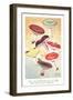 Various Mushrooms-null-Framed Art Print