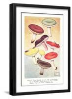 Various Mushrooms-null-Framed Art Print