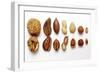 Various Nuts, Shelled and Unshelled-Eising Studio - Food Photo and Video-Framed Photographic Print