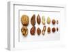 Various Nuts, Shelled and Unshelled-Eising Studio - Food Photo and Video-Framed Photographic Print