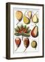 Various Pear Species, 1760-1766-Johann Hermann Knoop-Framed Giclee Print