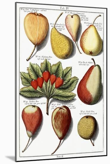 Various Pear Species, 1760-1766-Johann Hermann Knoop-Mounted Giclee Print