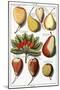 Various Pear Species, 1760-1766-Johann Hermann Knoop-Mounted Giclee Print