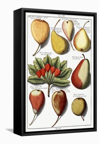 Various Pear Species, 1760-1766-Johann Hermann Knoop-Framed Stretched Canvas
