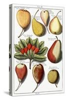 Various Pear Species, 1760-1766-Johann Hermann Knoop-Stretched Canvas