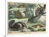 Various Quadrupeds: Giant Anteater, Brown Platypus, Pangolin, Armadillo, and Three-Toed Sloth-null-Framed Art Print