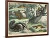 Various Quadrupeds: Giant Anteater, Brown Platypus, Pangolin, Armadillo, and Three-Toed Sloth-null-Framed Art Print