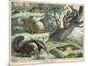 Various Quadrupeds: Giant Anteater, Brown Platypus, Pangolin, Armadillo, and Three-Toed Sloth-null-Mounted Art Print