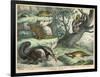 Various Quadrupeds: Giant Anteater, Brown Platypus, Pangolin, Armadillo, and Three-Toed Sloth-null-Framed Art Print