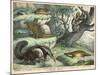 Various Quadrupeds: Giant Anteater, Brown Platypus, Pangolin, Armadillo, and Three-Toed Sloth-null-Mounted Art Print