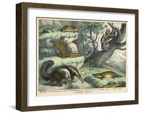 Various Quadrupeds: Giant Anteater, Brown Platypus, Pangolin, Armadillo, and Three-Toed Sloth-null-Framed Art Print