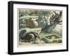 Various Quadrupeds: Giant Anteater, Brown Platypus, Pangolin, Armadillo, and Three-Toed Sloth-null-Framed Art Print