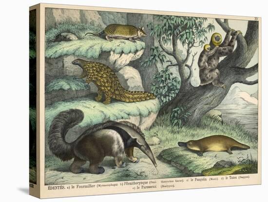 Various Quadrupeds: Giant Anteater, Brown Platypus, Pangolin, Armadillo, and Three-Toed Sloth-null-Stretched Canvas