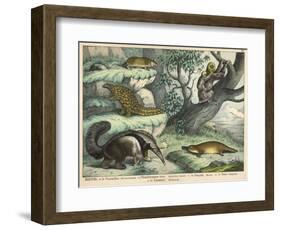 Various Quadrupeds: Giant Anteater, Brown Platypus, Pangolin, Armadillo, and Three-Toed Sloth-null-Framed Art Print