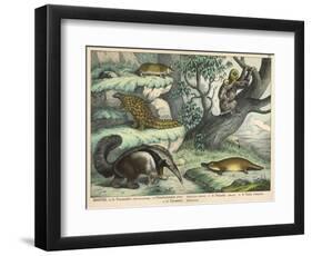 Various Quadrupeds: Giant Anteater, Brown Platypus, Pangolin, Armadillo, and Three-Toed Sloth-null-Framed Art Print