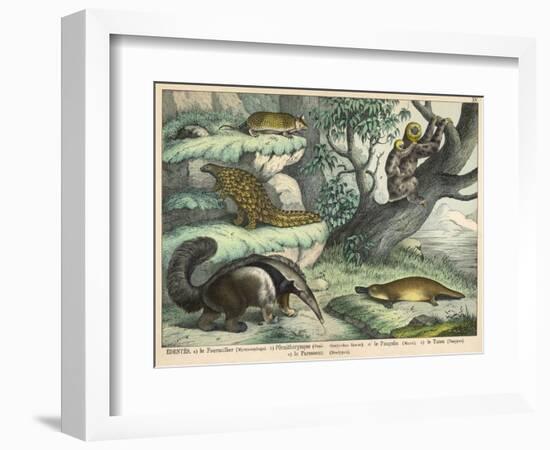 Various Quadrupeds: Giant Anteater, Brown Platypus, Pangolin, Armadillo, and Three-Toed Sloth-null-Framed Art Print