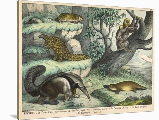 Various Quadrupeds: Giant Anteater, Brown Platypus, Pangolin, Armadillo, and Three-Toed Sloth-null-Stretched Canvas