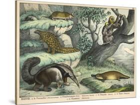 Various Quadrupeds: Giant Anteater, Brown Platypus, Pangolin, Armadillo, and Three-Toed Sloth-null-Stretched Canvas