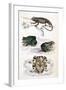 Various Reptiles, Lizars-null-Framed Art Print